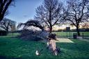 Damage caused by the wind in Hylands Park