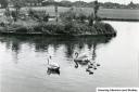 Swans in Harrow Lodge Park circa 1980s