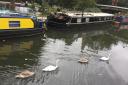 Swans at the Grand Union Canal