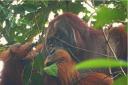 Rakus feeding on Akar Kuning leaves (Saidi Agam/Suaq Project)