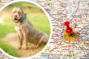 See the area's in England and Wales with the most XL Bully dogs.