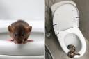 Our toilets can give pests such as rats and snakes access to our homes