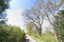 The protected tree which could be felled in Northwold