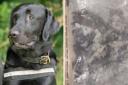 PD Hudson/Suspected drugs found