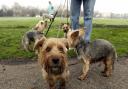 The Mayor of Havering will be holding a charity dog walk in Dagnam Park, Harold Hill, on August 12. Picture: Chris Young/PA Archive/PA Images