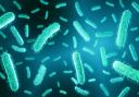 An E. coli outbreak has been declared but what caused it?