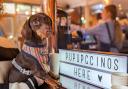 A 'pup up cafe' is set for Romford in September