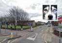 The schoolgirl was attacked by a husky in Somerville Road, just off the A12