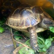 Have you seen Large the tortoise? The three-year-old has been missing from Hornchurch since last night (July 19).