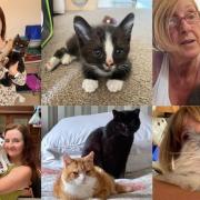 Pippa's Army rescues and looks after around 60-65 cats in Havering and Thurrock each month