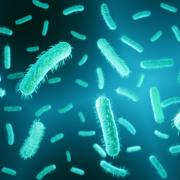 An E. coli outbreak has been declared but what caused it?