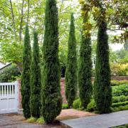 Bring the beauty of the Mediterranean to your doorstep with a pair of Italian Cypress trees