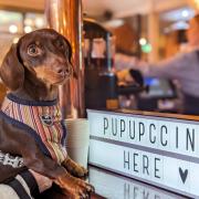 A 'pup up cafe' is set for Romford in September