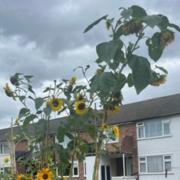 The award winning sunflower