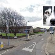 The schoolgirl was attacked by a husky in Somerville Road, just off the A12