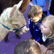 Toddlers meets Artie the snow-white alpaca