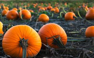 We've rounded up five places where you can pick pumpkins this month