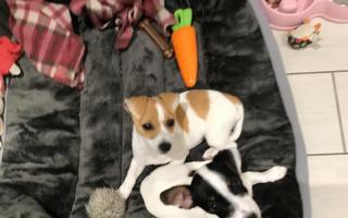 Jack Russell Lola (brown and white) was reported stolen on Saturday (November 20)