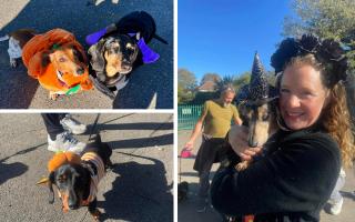 Dachshunds from the Upminster Sausage Stroll group met for a Halloween walk at Hylands Park