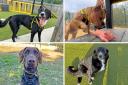 Up for adoption - These perfect pooches at Basildon's Dogs Trust rehoming centre are looking for their forever homes.