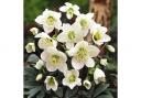 Garden delight...'Christmas Rose'