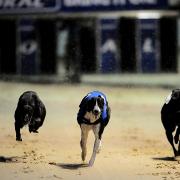 The Romford dogs will be back from May 17 at the stadium in London Road