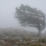 This wind is “strong enough to blow over a few trees, given that they are currently in full leaf”, the Met Office said