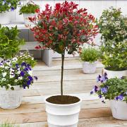 Photinia x fraseri Little Red Robin