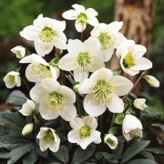 Garden delight...'Christmas Rose'