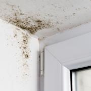 Look out for musty smells or mould spots on walls, ceilings or around windows