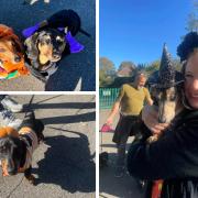 Dachshunds from the Upminster Sausage Stroll group met for a Halloween walk at Hylands Park