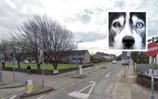 The schoolgirl was attacked by a husky in Somerville Road, just off the A12